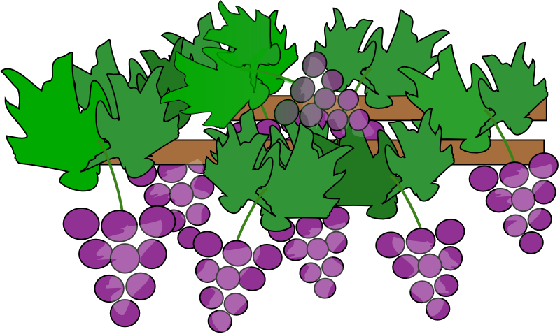 Grape free to use  clipart