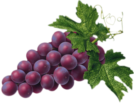 Red grape picture clipart