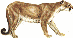 Canadian animals facts cougar also known as mountain lion clip art