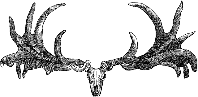 Elk deer skull clip art clipartion com