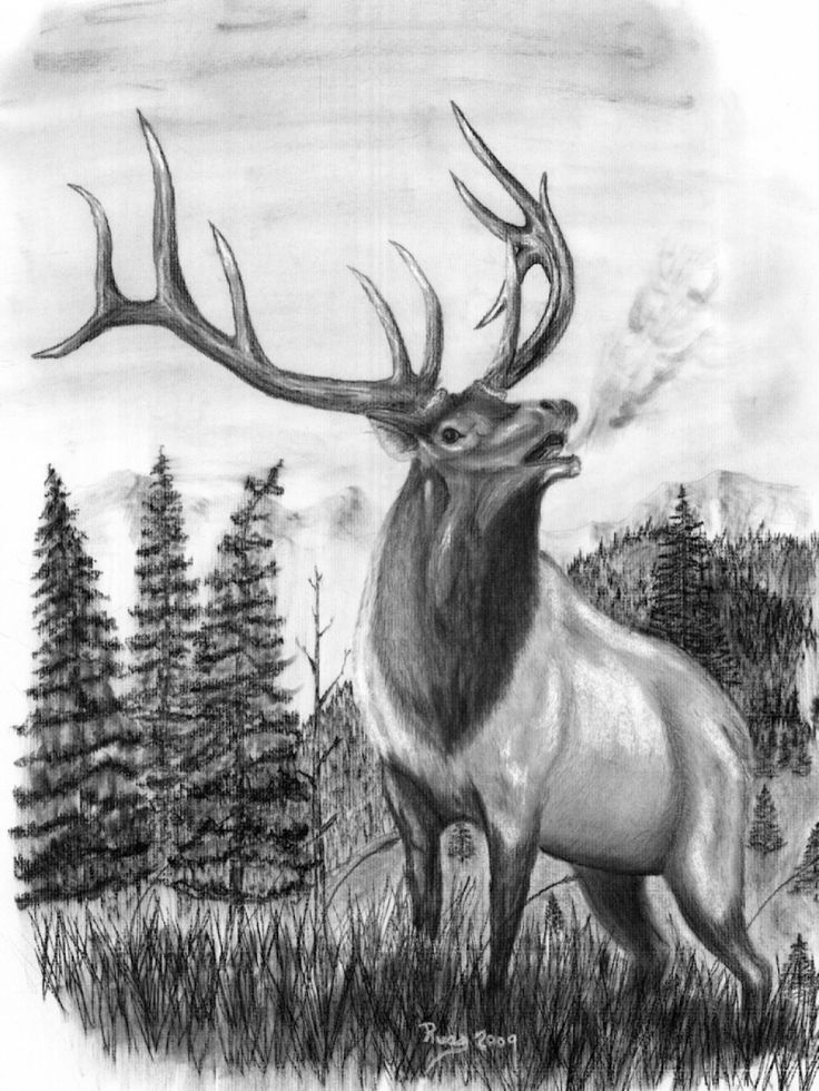 Elk head clip art elk horn drawings charcoal drawings