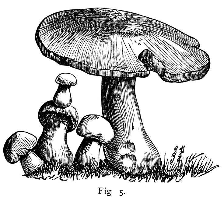 Black and white clipart mushroom graphics vintage botanical