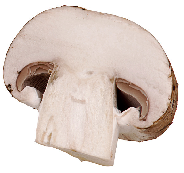 Clip art of sliced mushrooms on dayasrioge top 2