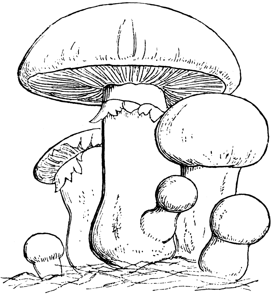 Common mushroom clipart etc