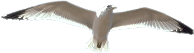 Seagull free bird clipart large images