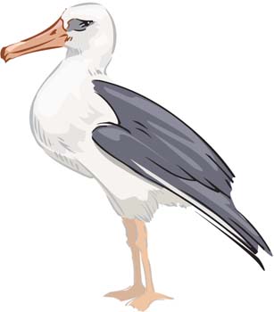 Seagull graphics vector seagull page 1 psd clip art