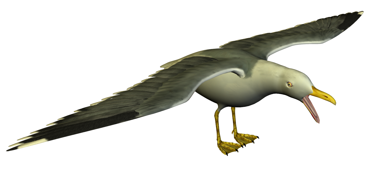 Seagull high resolution clip art free