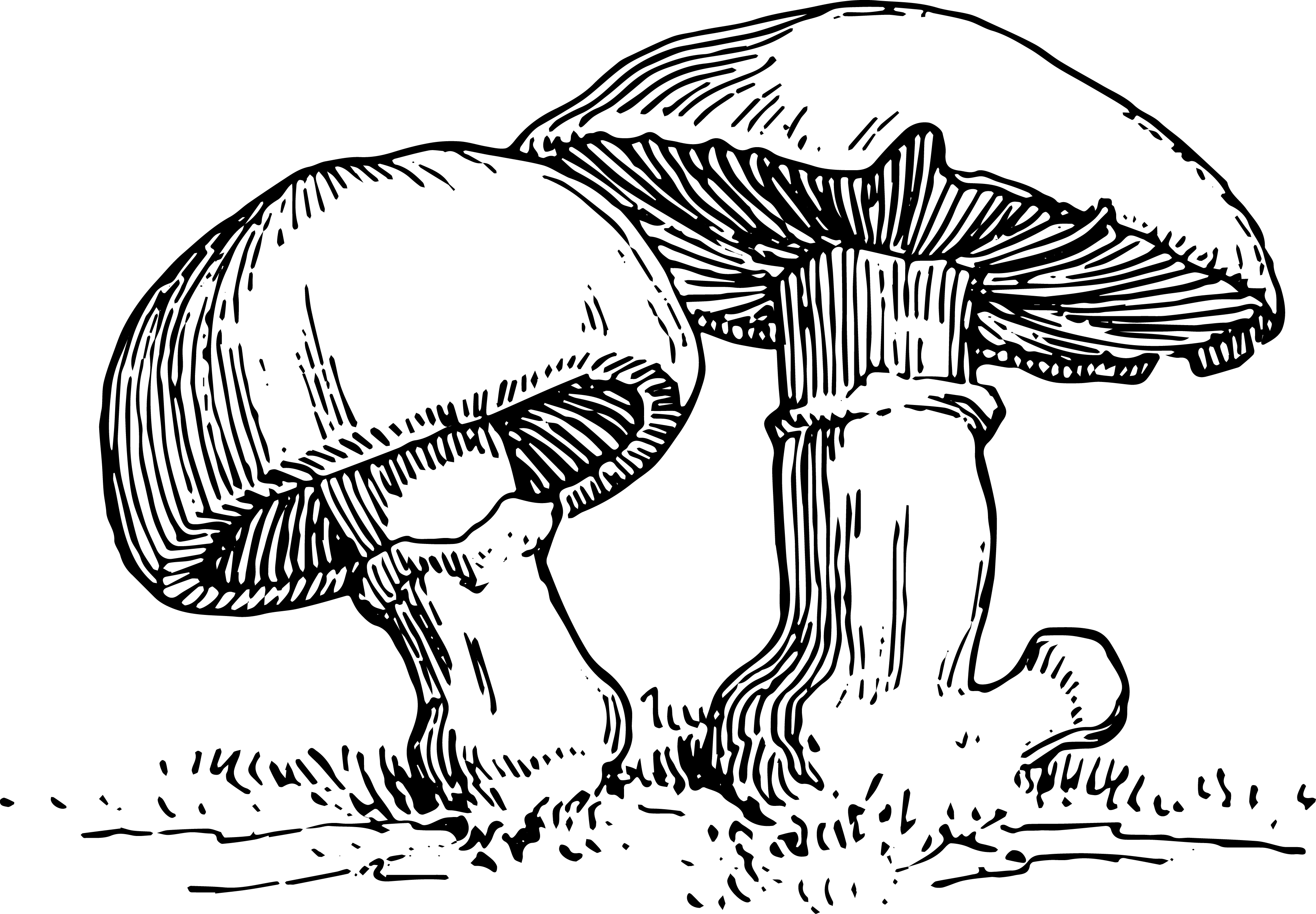 Stock images vintage mushroom clip art oh so nifty vintage 2