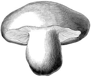 Vintage botanical graphics clip art mushroom black and white 2