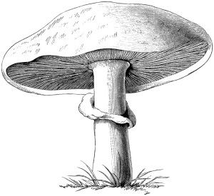 Vintage botanical graphics clip art mushroom black and white