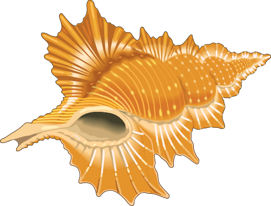 Seashell free to use  clipart