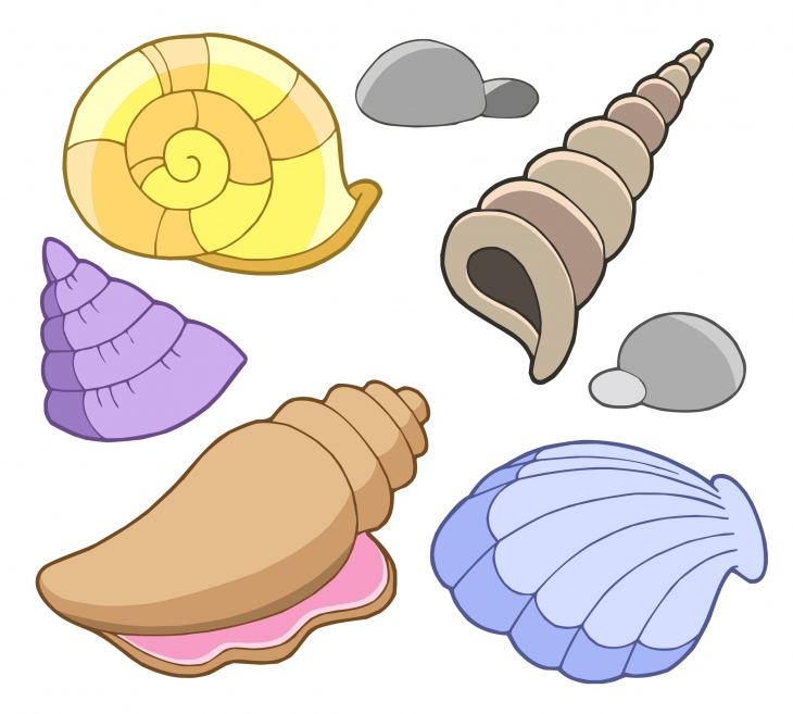 Seashell sea shell free clipart