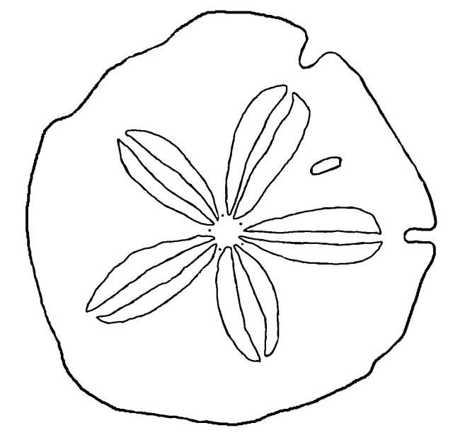 Seashell shell clip art black and white sand dollar coloring page