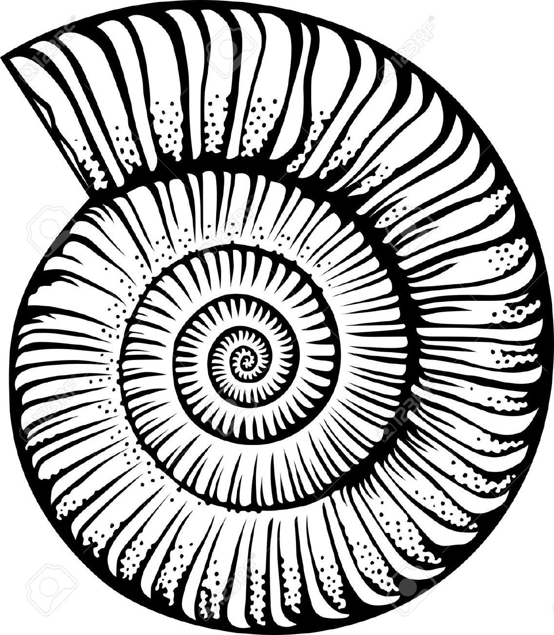 Shell clip art sea shell seashell isolated on white illustration