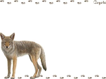 Coyote clipart graphics free clip art 2