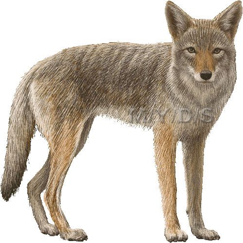 Coyote clipart picture large clip art animals