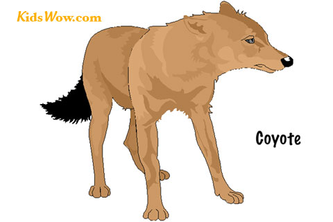 Coyote index of kidswow images clipart flashcards animals clip full