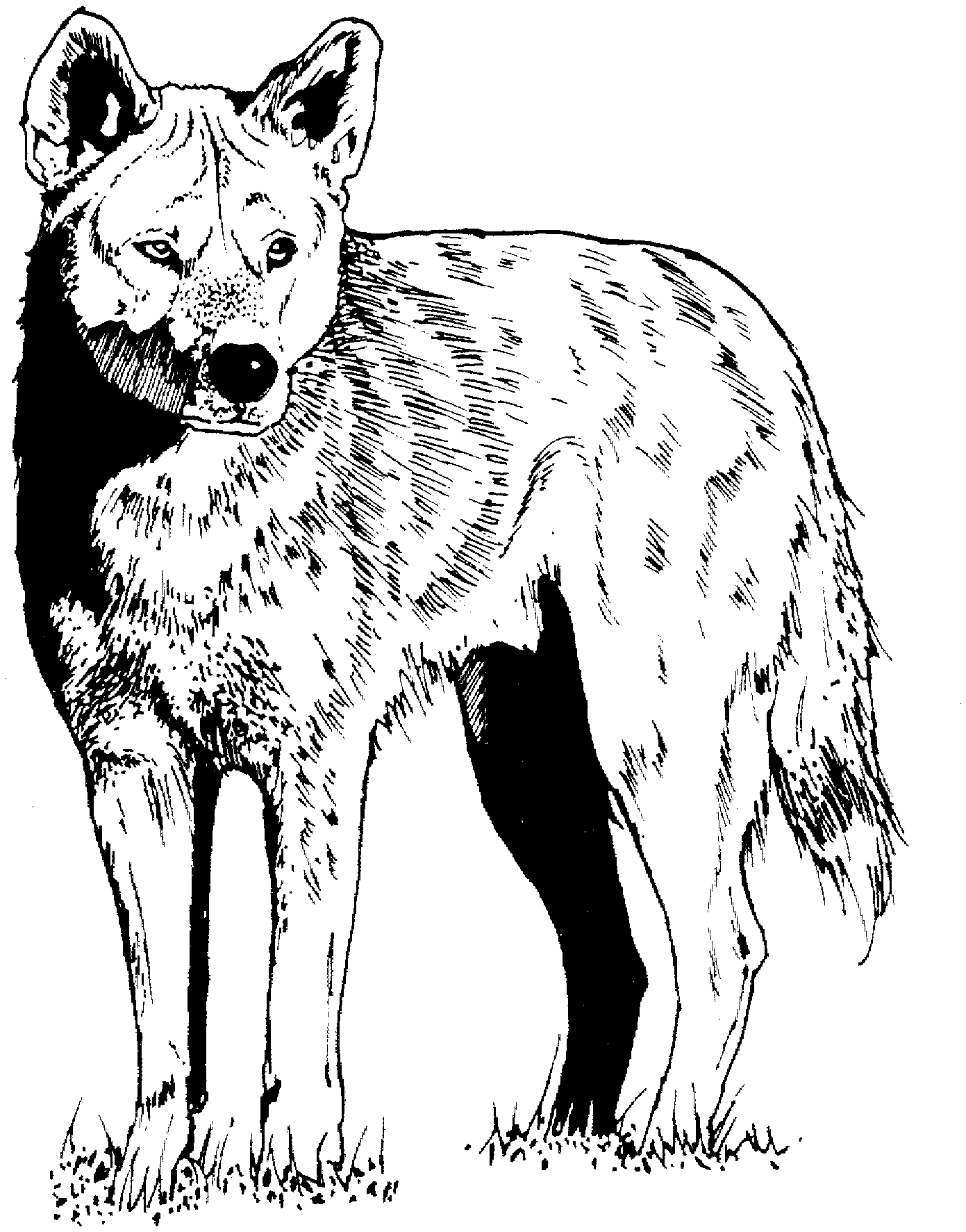 Free coyote coloring page clipart
