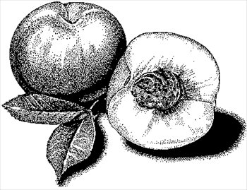 Free peach bw clipart free clipart graphics images and photos