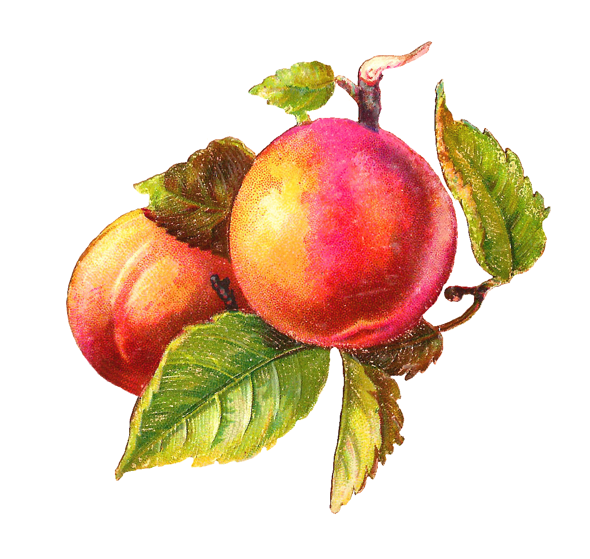 Peach antique images free fruit clip art antique botanical cherry and