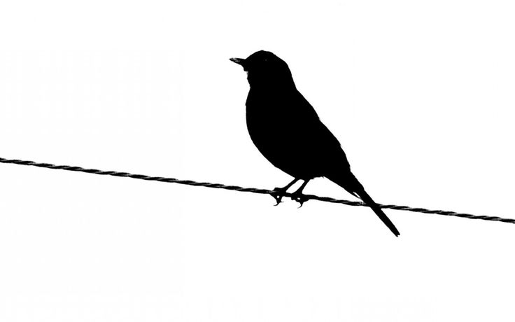 Bird silhouette black bird silhouette clip art childrens