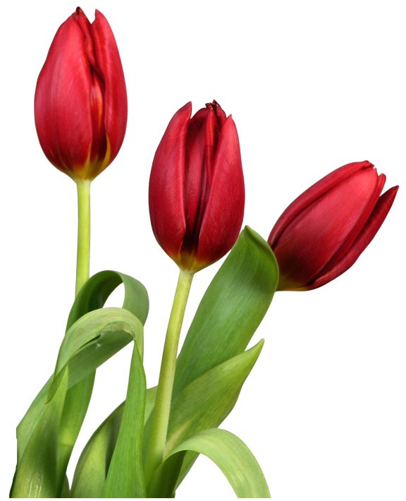 Red transparent tulips flowers clipart flowers
