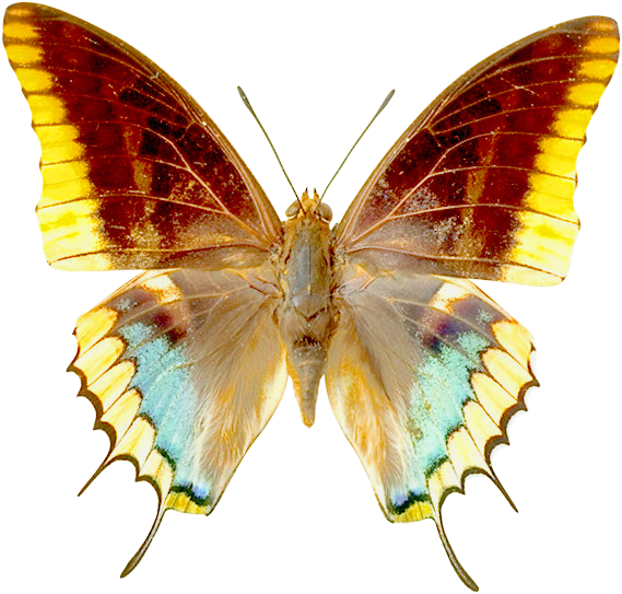 Transparent butterfly clipart