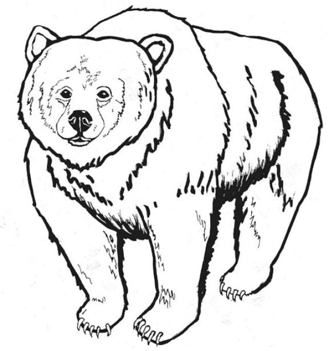 8 photos of grizzly bear coloring pages grizzly bear clipart