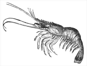 Free shrimp bw clipart free clipart graphics images and photos