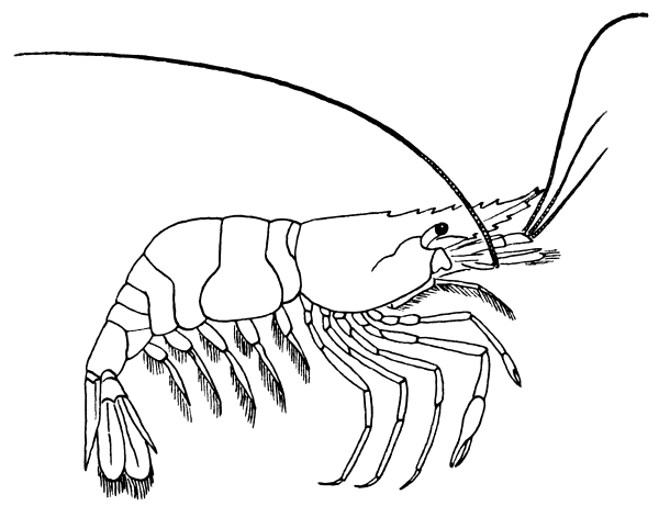 Free shrimp clipart 1 page of public domain clip art