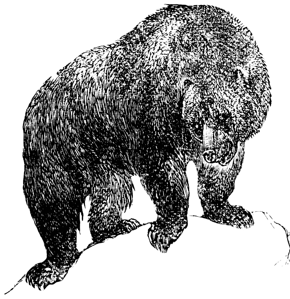 Grizzly bear clipart etc