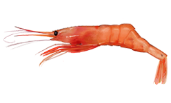 Shrimp clip art download