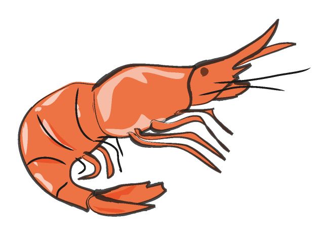 Shrimp graphic art shrimp clip art images download prawn
