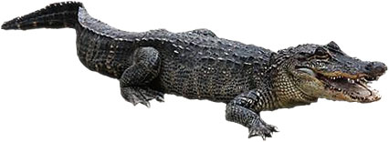 Funny alligator clip art crocodile pictures crocodile clip art 3 2
