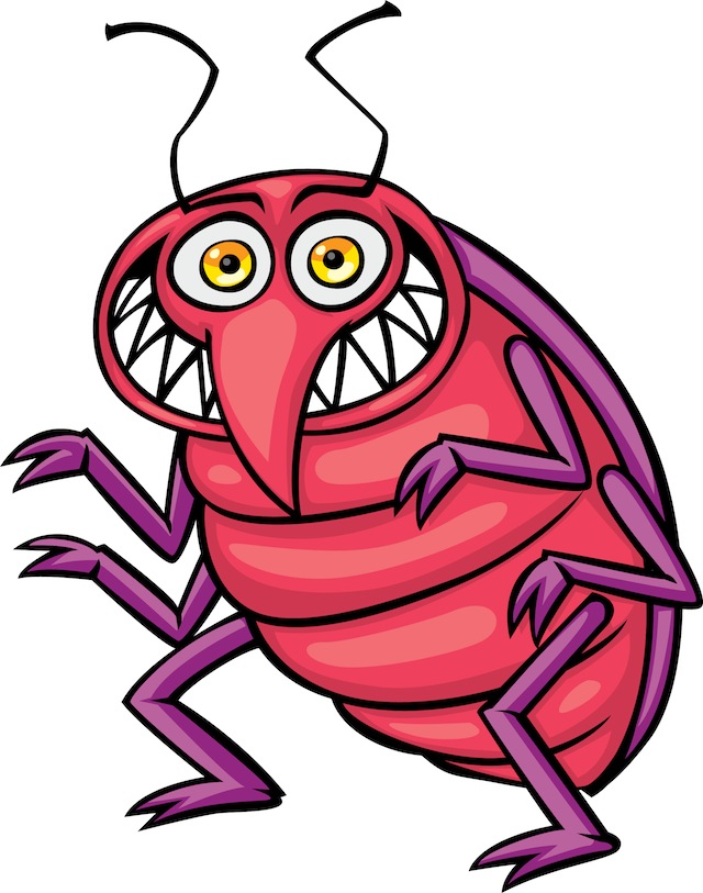 Insect bed bug photos clipart images 