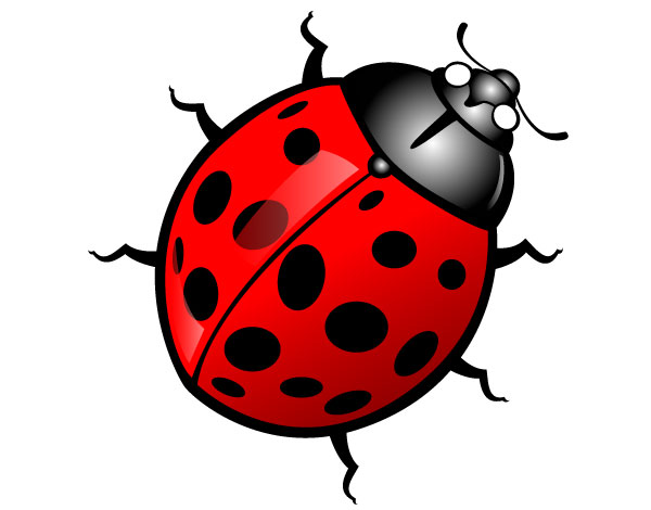 Insect bug clipart