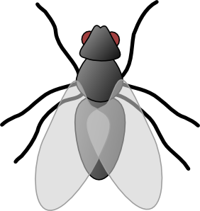 Insect clipart black and white free clipart images