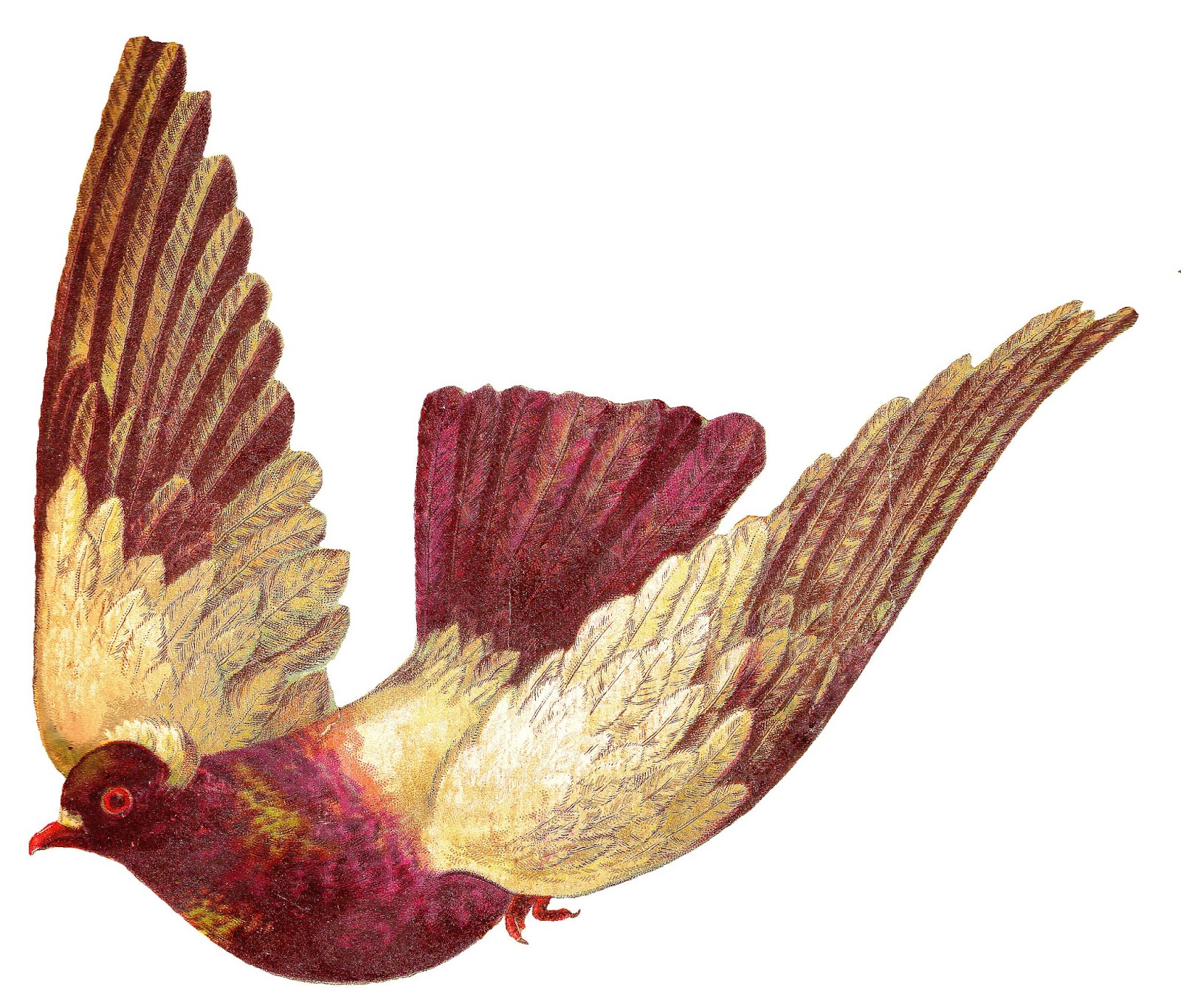 Antique images bird digital pigeon flying download animal clip art