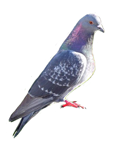 Pigeon bird clip art