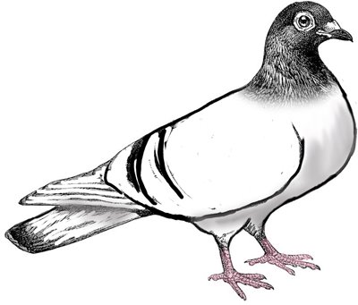 Pigeon clip art 5 clipart for you