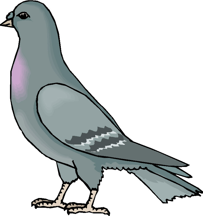 Pigeon clip art free free clipart images 3