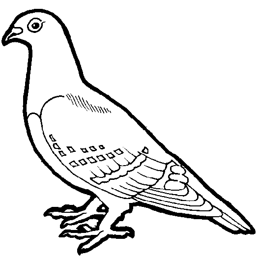 Pigeon clipart pigeonclipart pigeon clip art animal photo and 2