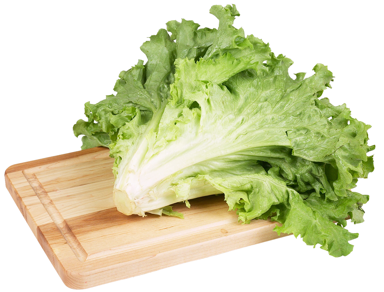 Green salad lettuce clip art image