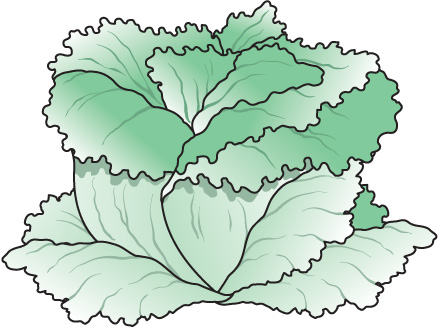 Lettuce clip art clipart 3