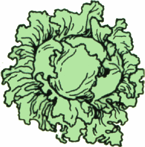 Lettuce clipart black and white free clipart images 2