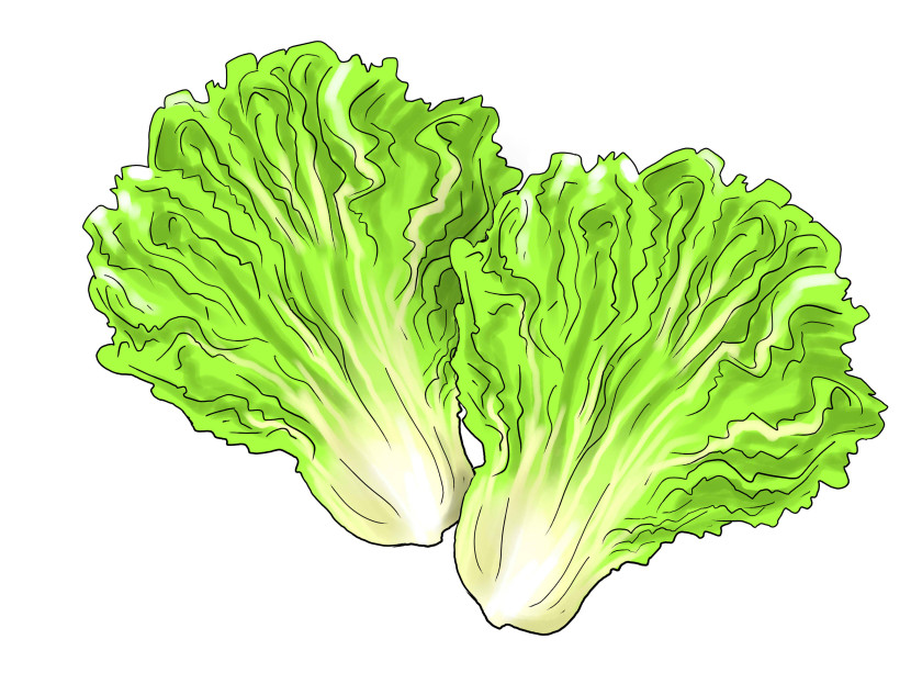 Lettuce clipart