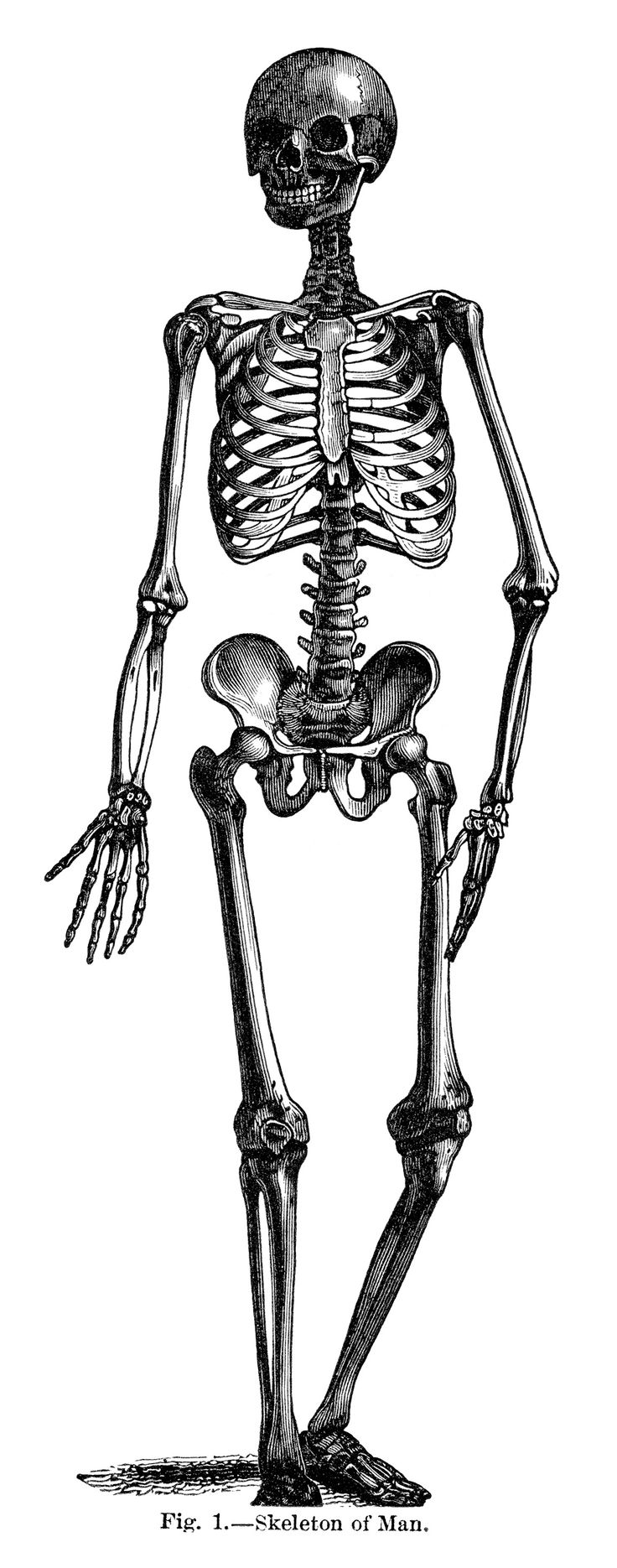 Skeleton of man free vintage halloween clip art illustration