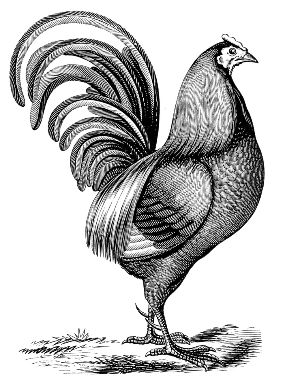 Vintage clip art chicken with fancy tail the graphics fairy