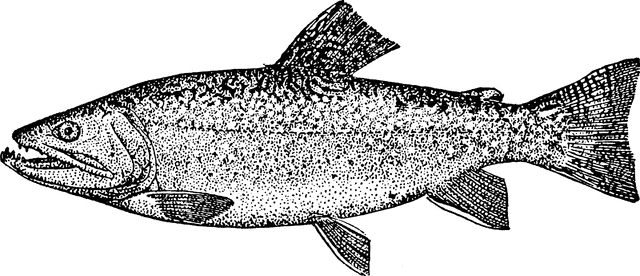 American brook trout clipart etc