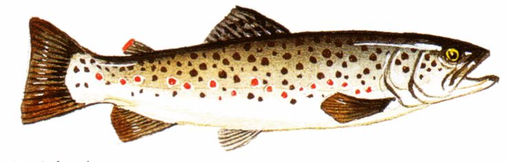 Brook trout clip art displaying gallery images for brook